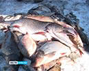 Первенство по ловле рыбы пройдет в Кургане