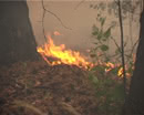 Лесные пожары 10_06_2013