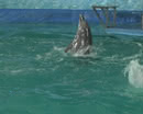 Дети и дельфины