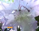 Как вырастить в саду рододендроны