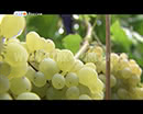 Как выращивать виноград в условиях Зауралья