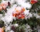 В Зауралье все выходные шел снег. Сейчас коммунальщики справляются с выпавшими осадками