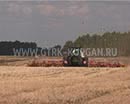 98 процентов урожая зерновых убрали в Белозерском районе