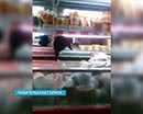 В одном из курганских супермаркетов коты упали с потолка прямо в рыбный отдел