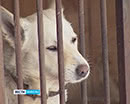 Бездомные животные. Курганский приют для собак нуждается в поддержке