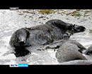 Стали известны результаты проверки, которую провела Курганская межрайонная природоохранная прокуратура по факту гибели 20 диких кабанов