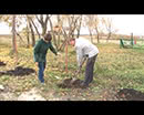 В Погадайском Шадринского района посадили липовую аллею