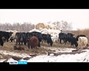 В одном из отдалённых сёл Макушинского района фермеры закупили быков-производителей, выведенных в Европе