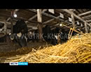 Куртамышским коровам кормов хватит до конца зимы