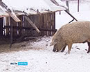 Шерстяные свиньи. Шадринские фермеры завели необычных животных