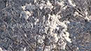 В Курганской области наблюдается красивое природное явление - кристаллическая изморозь