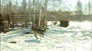 В Курганской области впервые появились пятнистые олени