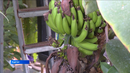 В Зауралье растут бананы
