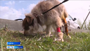 Собаку Шурика курганцы спасли с затопленных территорий