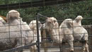 Уникальное для Зауралья событие произошло в одном из курганских зоопарков