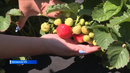Зауральские садоводы выращивают необычную ягоду - земклунику