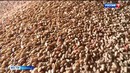В Курганской области фиксируют случаи зараженности зерна нового урожая амбарными вредителями