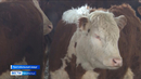 В Притобольном районе осваиваются герефорды и коровы породы казахская белоголовая