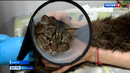 Волонтеры спасли кошек, которые примерзли к подоконнику