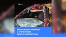 Внимание: аварии с участием диких животных