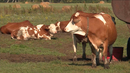 В селе Усть-Суерское начали разводить молочных коров симментальской породы