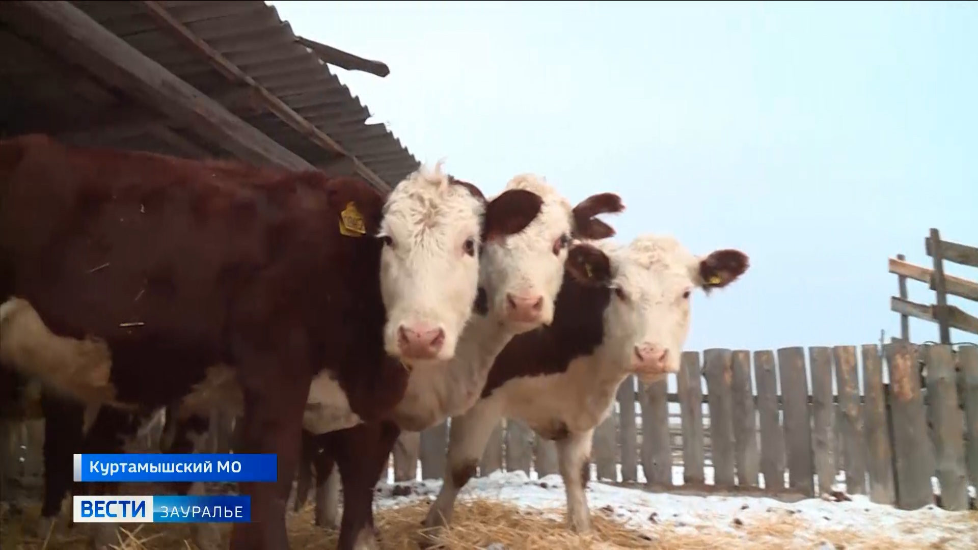Купить Телят В Курганской Области Целинного Района