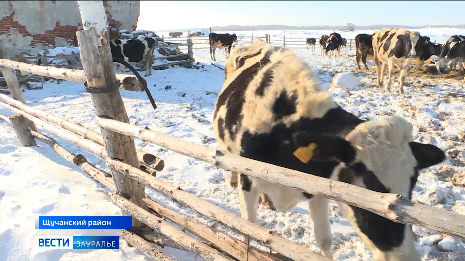 Купить Телят В Курганской Области Целинного Района