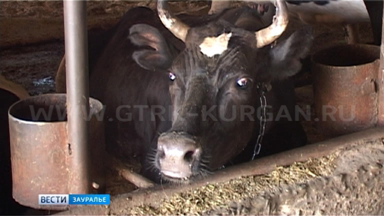 Купить Телят В Курганской Области Целинного Района